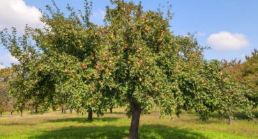 Čerstvost jabloní je chloubou tuzemského výběru